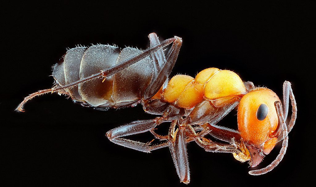 Ant Control service in Rancho Cucamonga, CA