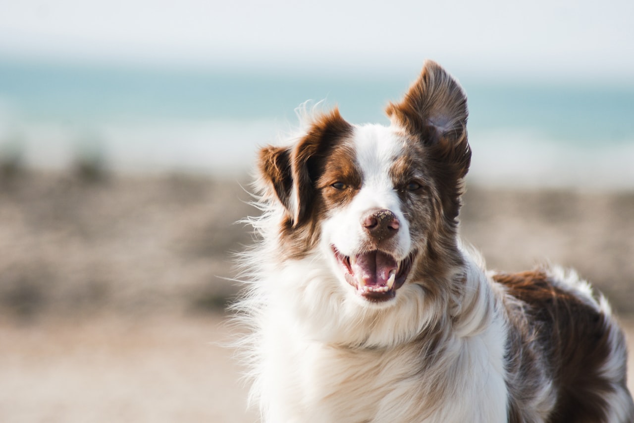Flea & Tick Control service in Rancho Cucamonga, CA