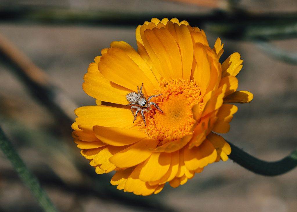 Spider Control service in Rancho Cucamonga, CA